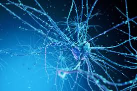 It is the main component of nervous tissue in all animals except sponges and placozoa. Single Neurons Linked To Social Reasoning Identified For First Time Harvard Gazette