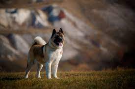 A japanese strain, commonly called akita inu (inu means dog in japanese) or japanese akita, and an american strain, known as the akita or american akita. American Akita Is It A Dangerous Breed