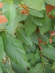 Image result for Morinda lucida