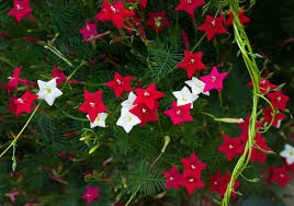 It will usually survive serious. 39 Stunning Drought Tolerant Plants For Low Maintenance Landscapes