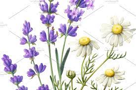 Lavender Chamomile Illustration Lavender Chamomile Illustration Lavender