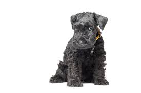 The uk's number 1 marketplace for the nation's favourite pet. The Black To Blue Breed