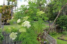 Learn and get advice on how to grow, care, plant, water, prune. Down To Earth Elder Easy To Grow And Productive
