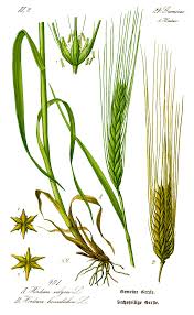 Barley Wikipedia Easy step by step drawing tutorials and instructions for beginner and intermediate artists looking to improve their overall drawing skills. barley wikipedia