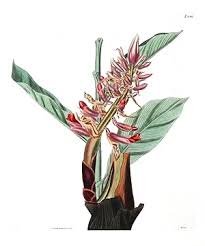 Image result for Renealmia