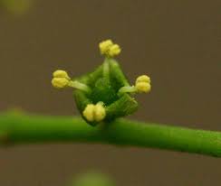 Image result for Salvadora persica
