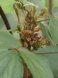 Image result for Flemingia