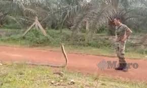 Ular tedung selar sepanjang enam meter dengan berat 12 kilogram itu kemudian dibawa ke pejabat apm padang terap untuk tindakan lanjut. Kagum Kehebatan Askar Tangkap Tedung Selar Video
