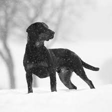 Image result for slovenský kopov