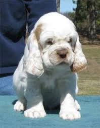 Cocker spaniel puppies are active and enthusiastic. 340 My Future Clumber Spaniel Dog Ideas Clumber Spaniel Spaniel Dog Spaniel