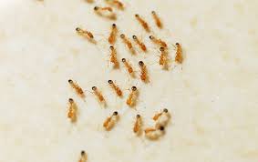I get that a really small ant moving about a. How To Identify Pharaoh Ants Faqs About Pharaoh Ants