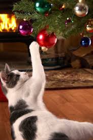 Mehr als 200.000 maschinen von mehr als 8.100 verkäufern beim marktführer How To Keep Your Cat Off The Christmas Tree