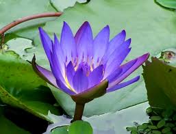 Image result for Nymphaea divaricata