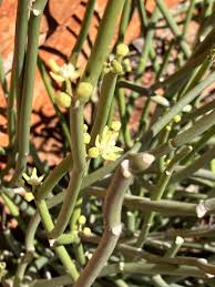 Image result for Cynanchum viminale