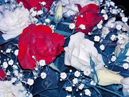 Check spelling or type a new query. Close Up To Carnations Flowers Arrangement In Red White And Blue Northamerican Colors Stock Photo Picture And Royalty Free Image Image 12126694