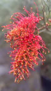 Image result for Exochaenium exiguum