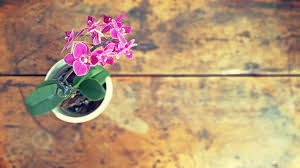 However, there are some important steps to follow. Orchid Care For Beginners It S Easier Than You Thought Take Them Outside