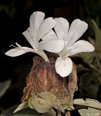 Image result for Barleria albostellata