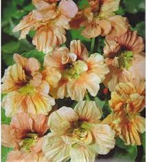 Maybe you would like to learn more about one of these? Climbing Nasturtium Seeds Koralovyy Blesk Tropaeolum Majus Annual Flowers Amazon Co Uk Garden Outdoors Nasturtium Nasturtium Seeds Climbing Nasturtium