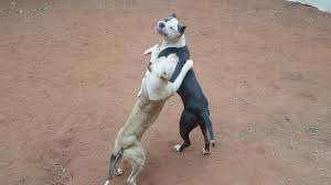 Puppies for adoption in gauteng. Blue Nose Pitbull Puppy For Sale Pretoria Tshwane Dogs Puppies Public Ads 136412