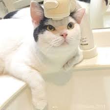 蛇口を見上げるニャンコ このあとの衝撃的すぎる展開に大反響 ねこのきもちweb magazine ねこ ニャンコ 猫