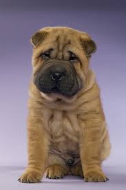 Pin By Kavalerul Rudy On Caini Wrinkle Dogs Shar Pei Puppies Pets