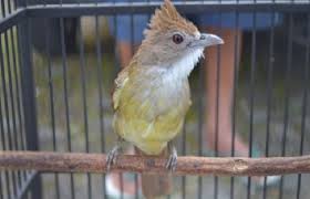 Semua jenis burung kolibri / madu lengkap dengan gambar. Daftar Harga Burung Cucak Jenggot Terbaru 2021 Portal Informasi Kicau Mania Indonesia Terpercaya