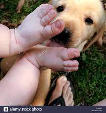 Puppy Licking Baby Feet Stock Photo Alamy