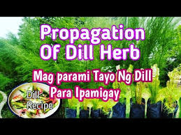 Glide through summer with an eager herb full of flavor. Dill Herb Propagation Youtube