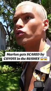 Markell Little Coyote