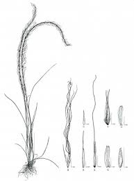 Image result for Tripogon