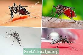 Posted by jong kui fiu at 11:22 ptg tiada ulasan: Cara Mengenal Pasti Nyamuk Denggi Aedes Aegypti Kecergasan 2021