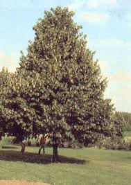 Les Tilleuls Au Jardin Jardins Tilleul Horticulture