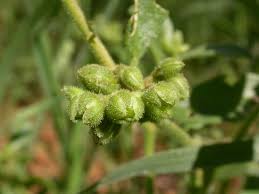 Image result for Limeum viscosum