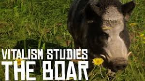Follow the instruction given below to meet legendary bear after you were defeated or died if you are among one of those players who doesn't want to move ahead in the story without defeating the legendary grizzly bear even though you have. All Lost Jewelry Locations Cycle 4 For Madam Nazar Collection Red Dead Online Rdr2 Ø¯ÛŒØ¯Ø¦Ùˆ Dideo