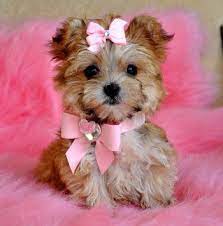 Grosgrain Hair Bow With Crystal Center Many Colors Available Now In Stock Teacup Yorkie Puppy Cute Animals Morkie Puppies