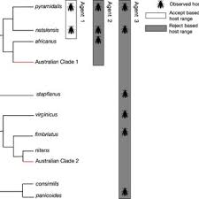 Image result for Sporobolus natalensis