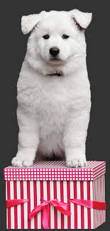 Zwitserse Witte Herder kennel Crystal Moon