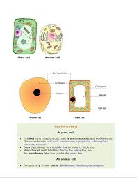 Maybe you would like to learn more about one of these? 02 Cells Biology Notes Studocu
