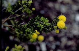 Image result for Acacia lasiopetala