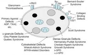 Image result for Platelet Dysfunction