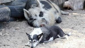 Maybe you would like to learn more about one of these? Najis Mughallazah Dan Cara Menyucikannya Dalam Islam Popmama Com