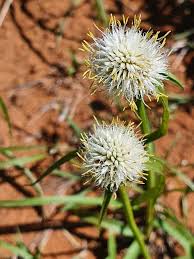 Image result for Cyperus niveus
