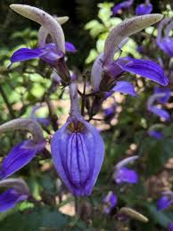 Image result for Brillantaisia cicatricosa