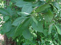 Image result for Cordia alliodora