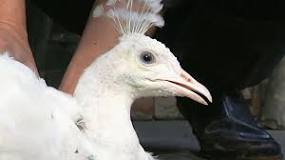 Image result