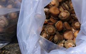 Abalone is a large mollusk prized for its rich meat. South Africa Bans Abalone Fishing
