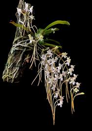 Image result for Aerangis collum-cygni