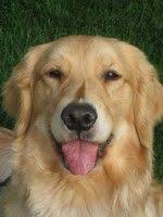 Hi we will be in wi thanks giving just wonder if you will have any puppies then. Fox Red Lab Puppies For Sale In Illinois