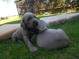 Image result for slovenský ohař hrubosrstý